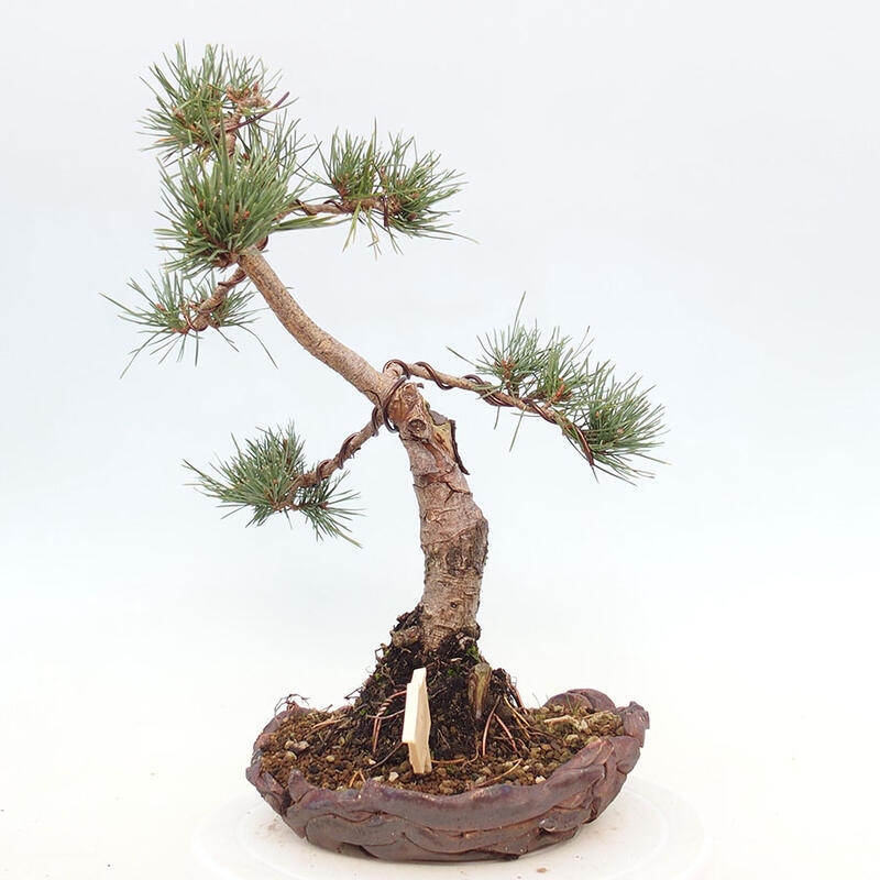 Venkovní bonsai - Pinus Sylvestris Watererri - Borovice lesní