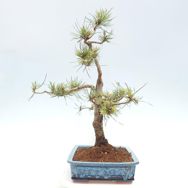 Venkovní bonsai - Pinus Sylvestris Watererri - Borovice lesní