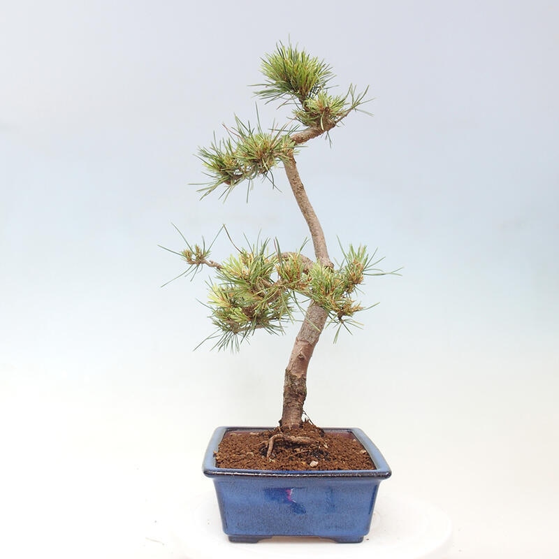 Venkovní bonsai - Pinus Sylvestris Watererri - Borovice lesní