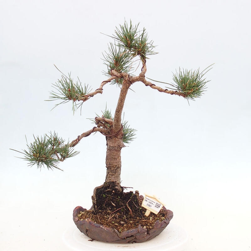 Venkovní bonsai - Pinus Sylvestris Watererri - Borovice lesní