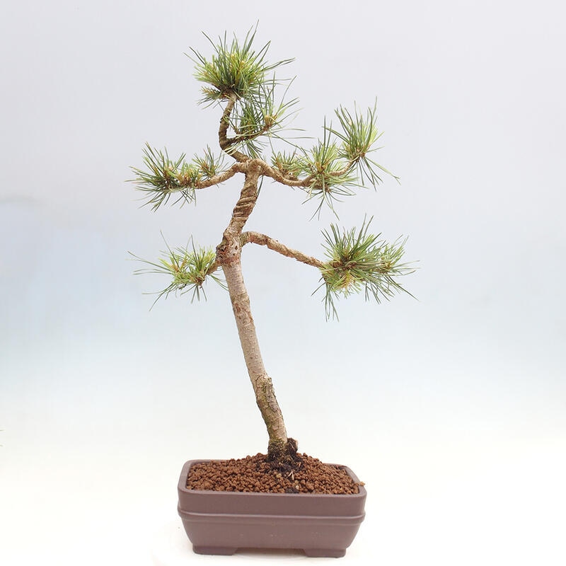 Venkovní bonsai - Pinus Sylvestris Watererri - Borovice lesní