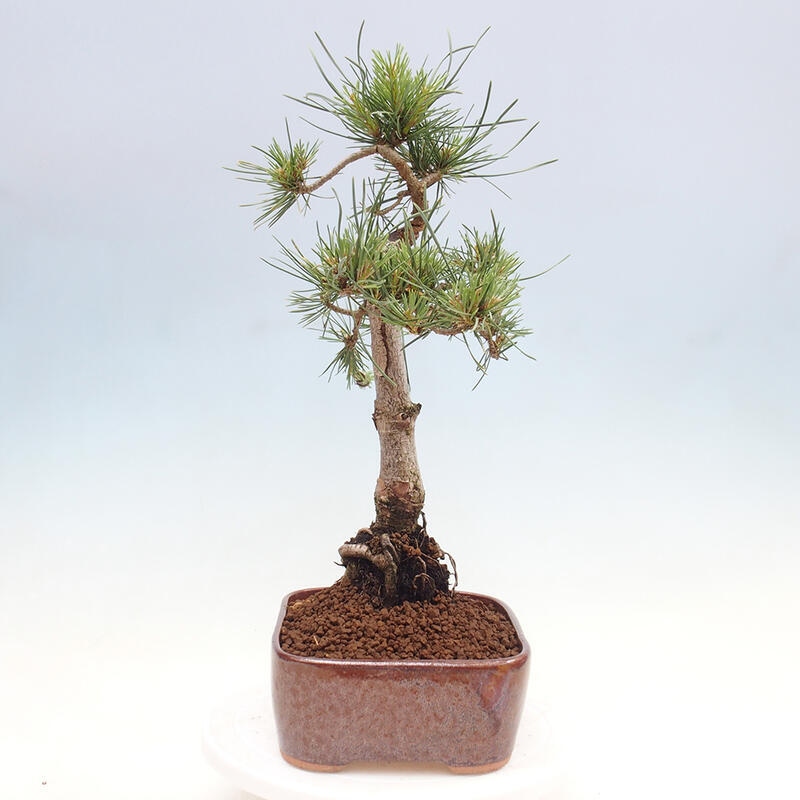 Venkovní bonsai - Pinus Sylvestris Watererri - Borovice lesní