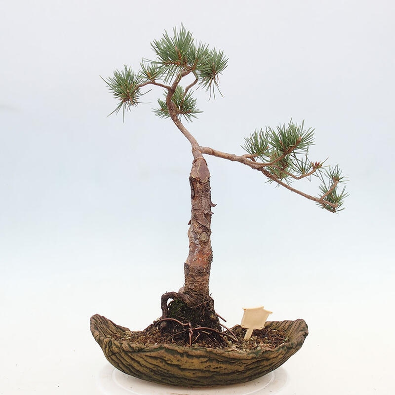 Venkovní bonsai - Pinus Sylvestris Watererri - Borovice lesní