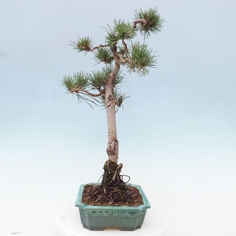 Venkovní bonsai - Pinus Sylvestris Watererri - Borovice lesní