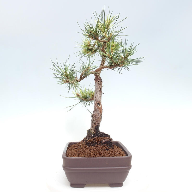 Venkovní bonsai - Pinus Sylvestris Watererri - Borovice lesní