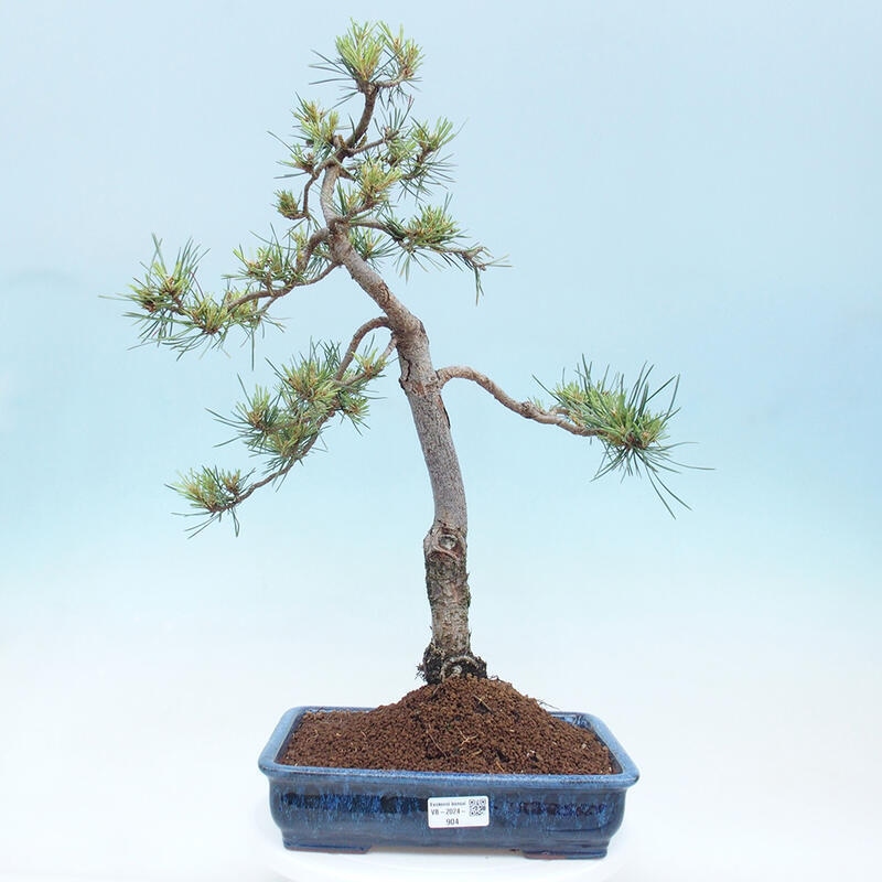 Venkovní bonsai - Pinus Sylvestris Watererri - Borovice lesní