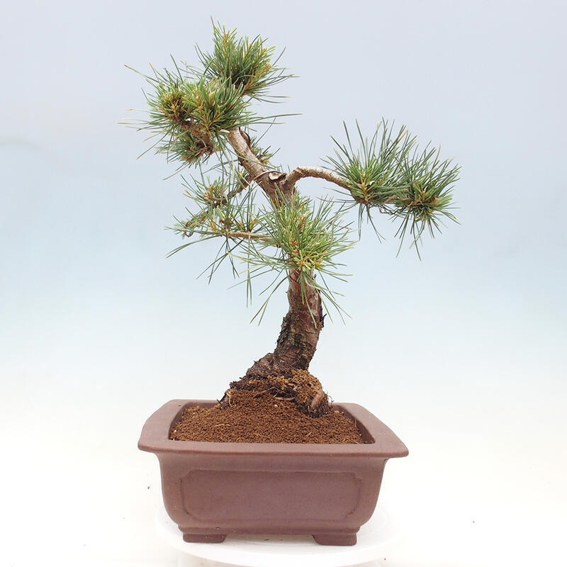 Venkovní bonsai - Pinus Sylvestris Watererri - Borovice lesní