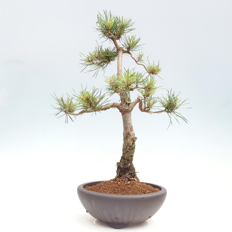 Venkovní bonsai - Pinus Sylvestris Watererri - Borovice lesní