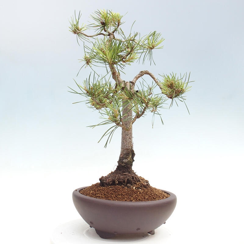 Venkovní bonsai - Pinus Sylvestris Watererri - Borovice lesní