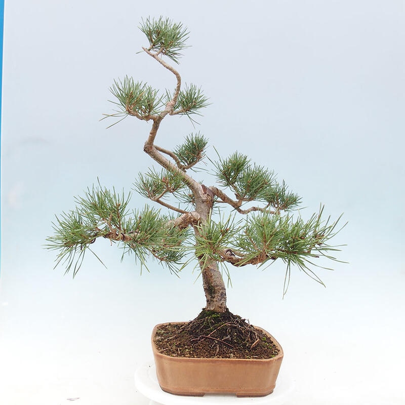 Venkovní bonsai - Pinus Sylvestris Watererri - Borovice lesní