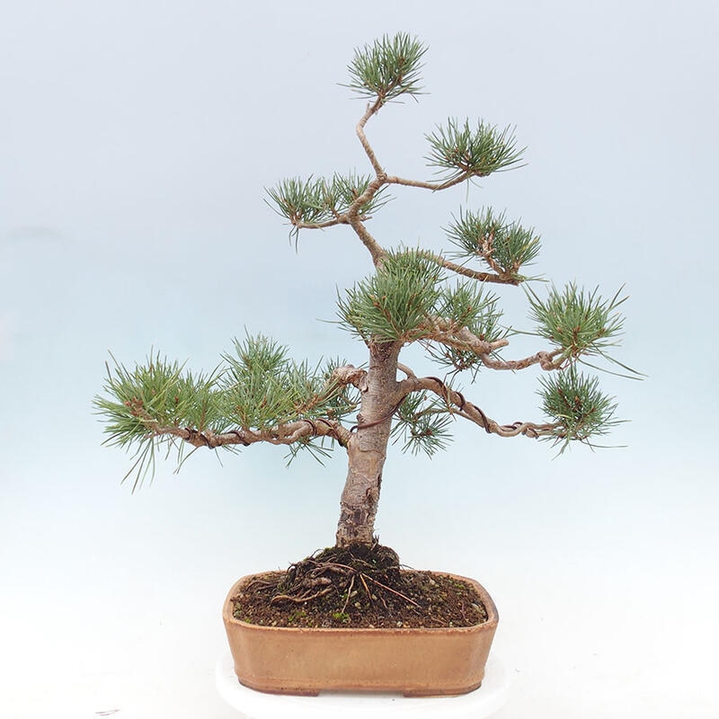 Venkovní bonsai - Pinus Sylvestris Watererri - Borovice lesní