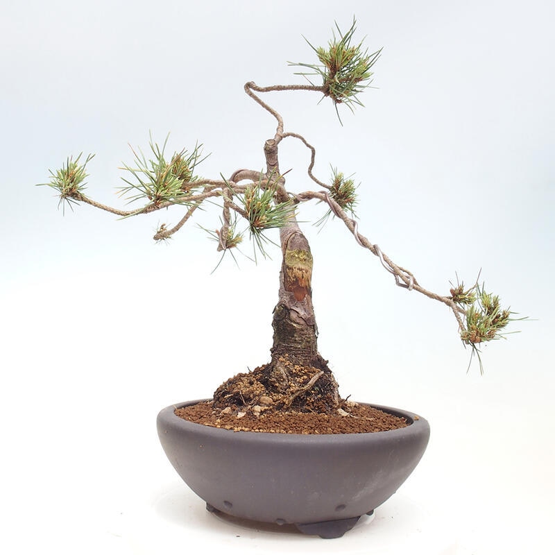 Venkovní bonsai - Pinus Sylvestris Watererri - Borovice lesní