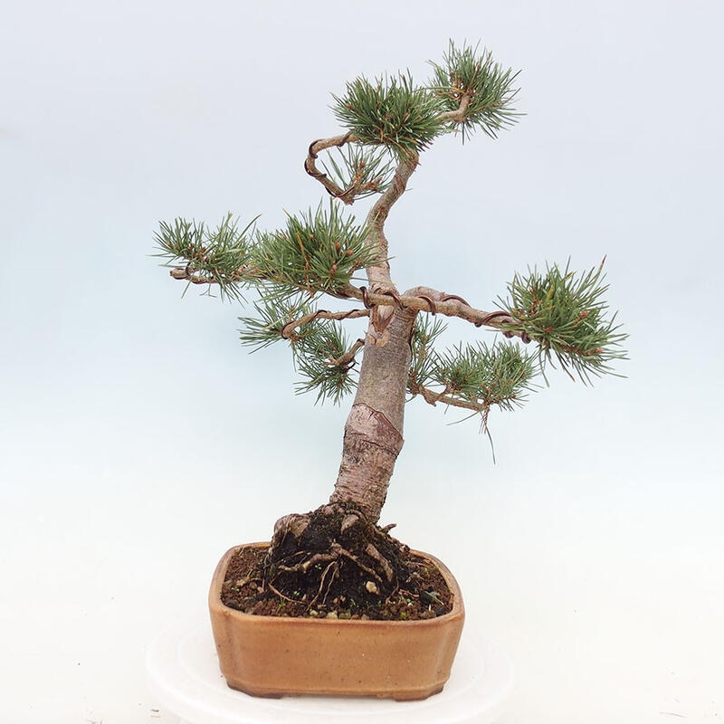 Venkovní bonsai - Pinus Sylvestris Watererri - Borovice lesní