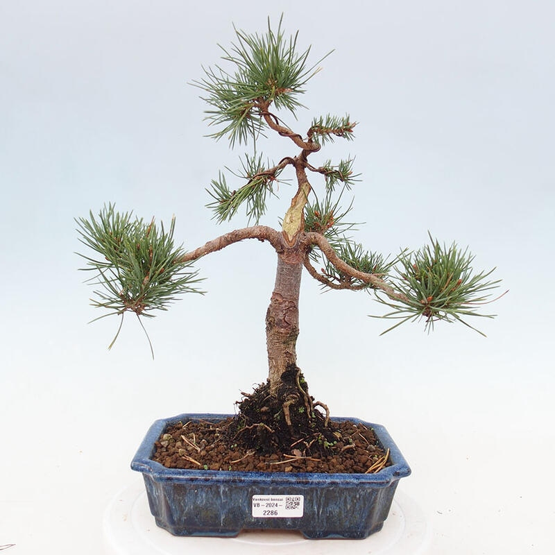 Venkovní bonsai - Pinus Sylvestris Watererri - Borovice lesní