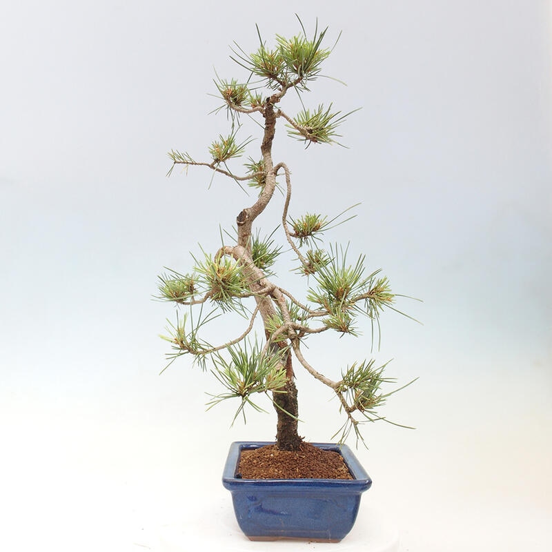 Venkovní bonsai - Pinus Sylvestris Watererri - Borovice lesní