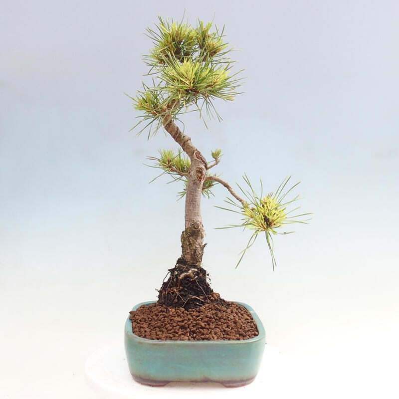 Venkovní bonsai - Pinus Sylvestris Watererri - Borovice lesní