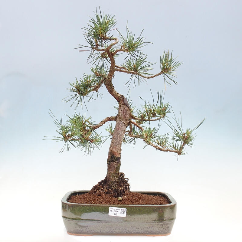 Venkovní bonsai - Pinus Sylvestris Watererri - Borovice lesní