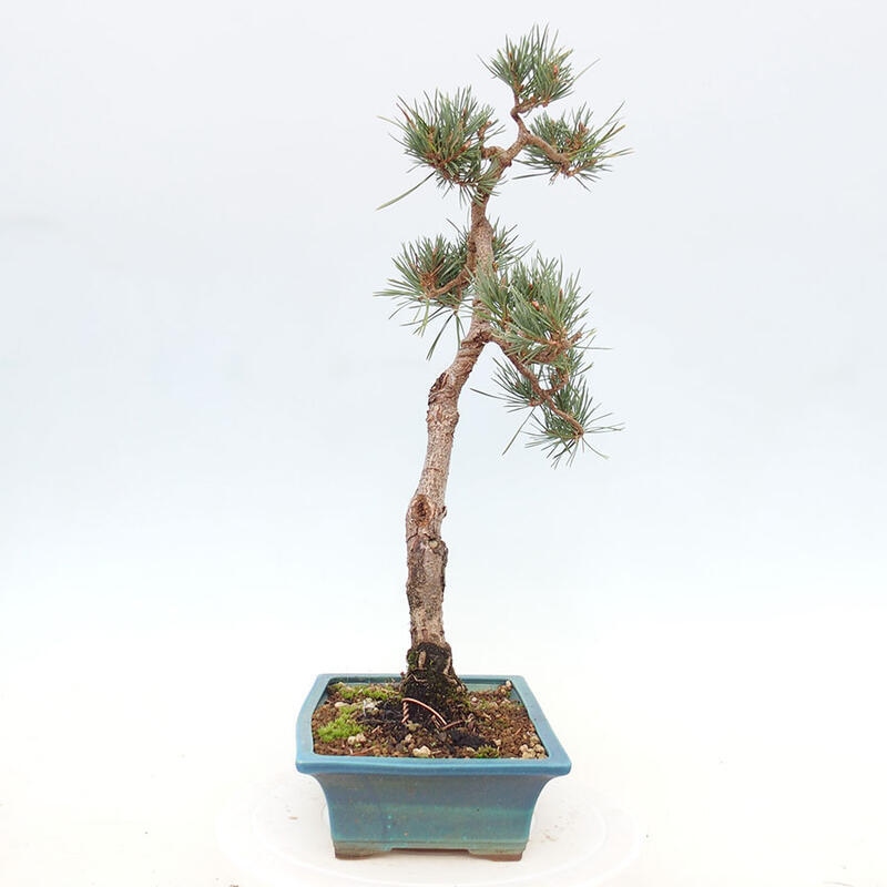 Venkovní bonsai - Pinus Sylvestris Watererri - Borovice lesní