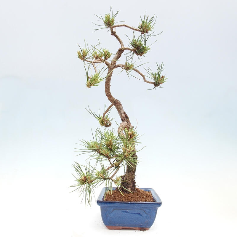 Venkovní bonsai - Pinus Sylvestris Watererri - Borovice lesní