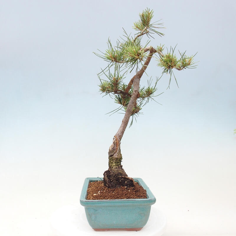 Venkovní bonsai - Pinus Sylvestris Watererri - Borovice lesní