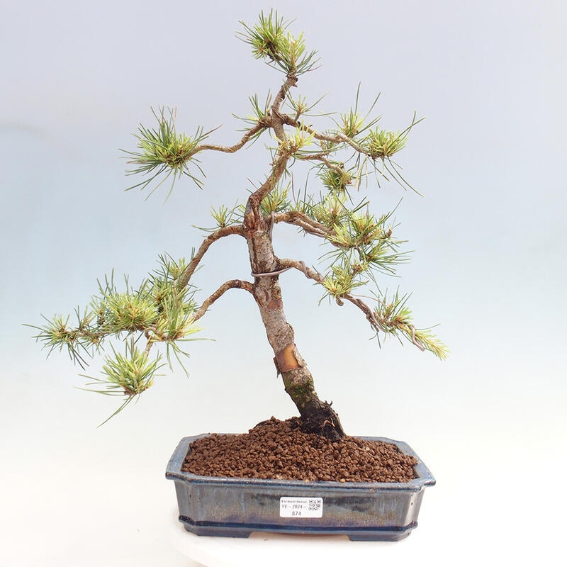 Venkovní bonsai - Pinus Sylvestris Watererri - Borovice lesní