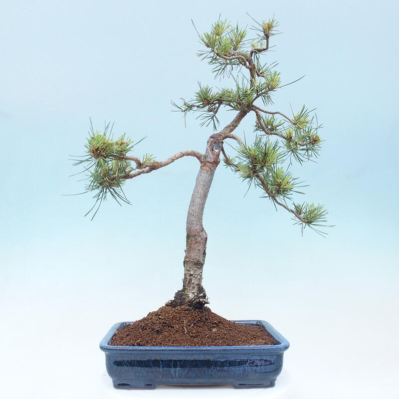 Venkovní bonsai - Pinus Sylvestris Watererri - Borovice lesní