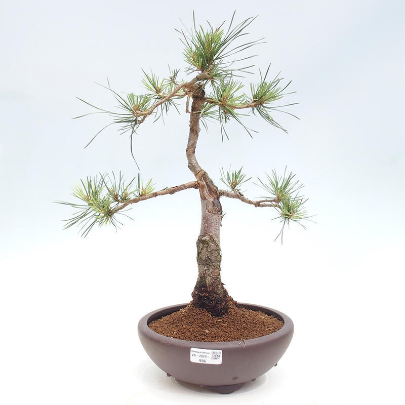 Venkovní bonsai - Pinus Sylvestris Watererri - Borovice lesní