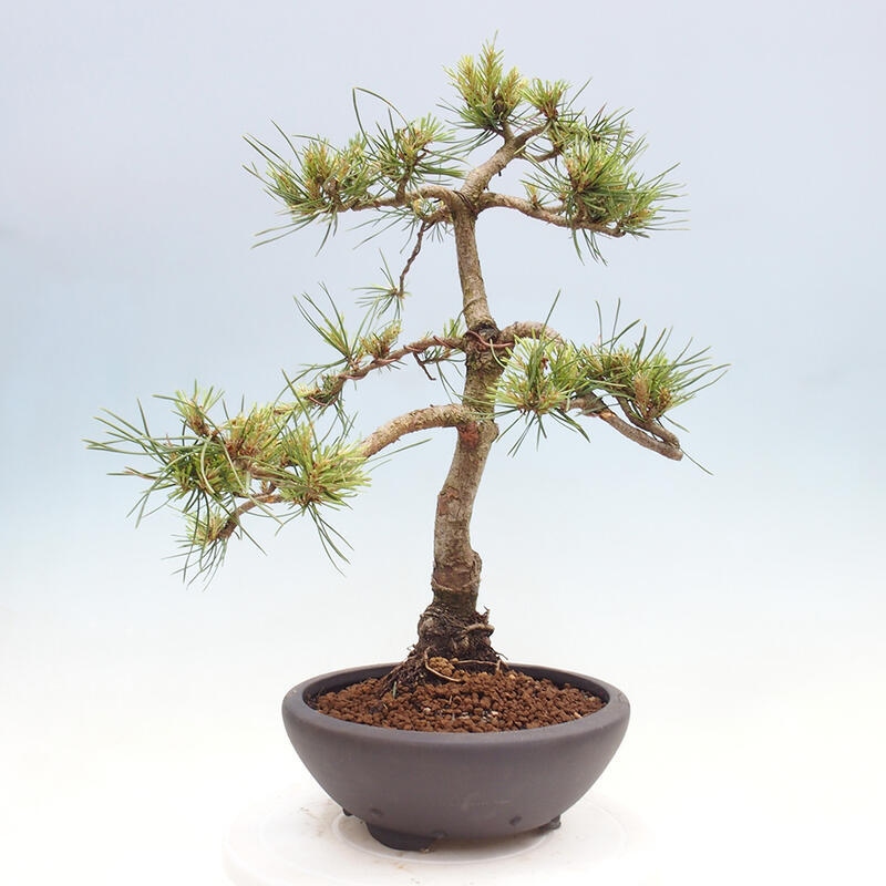 Venkovní bonsai - Pinus Sylvestris Watererri - Borovice lesní