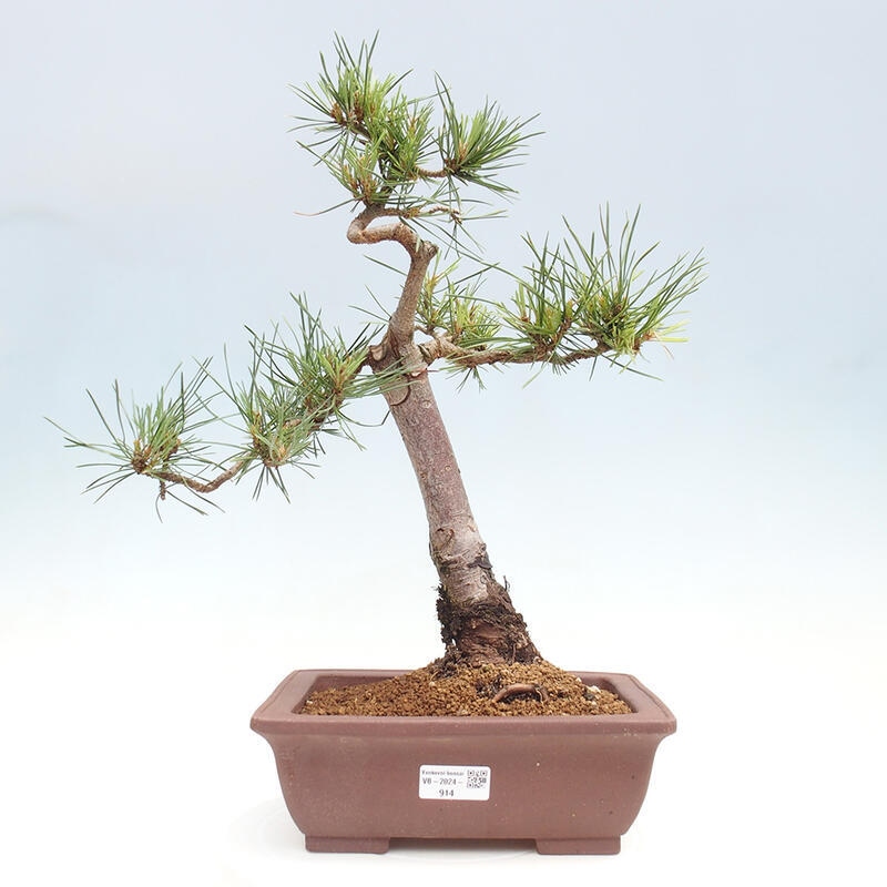 Venkovní bonsai - Pinus Sylvestris Watererri - Borovice lesní