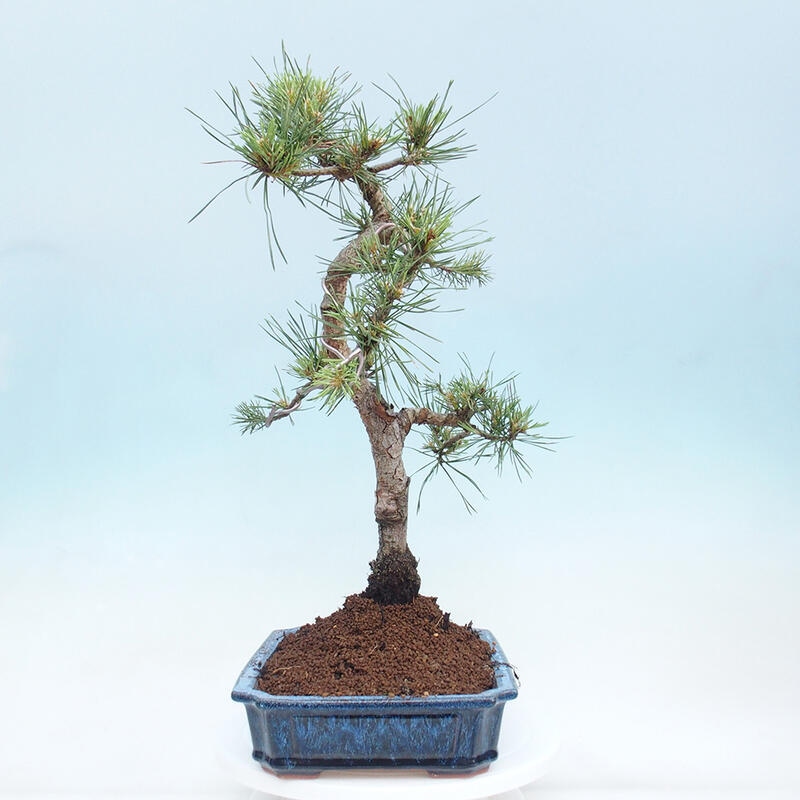 Venkovní bonsai - Pinus Sylvestris Watererri - Borovice lesní