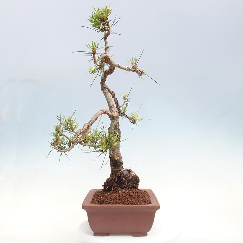 Venkovní bonsai - Pinus Sylvestris Watererri - Borovice lesní