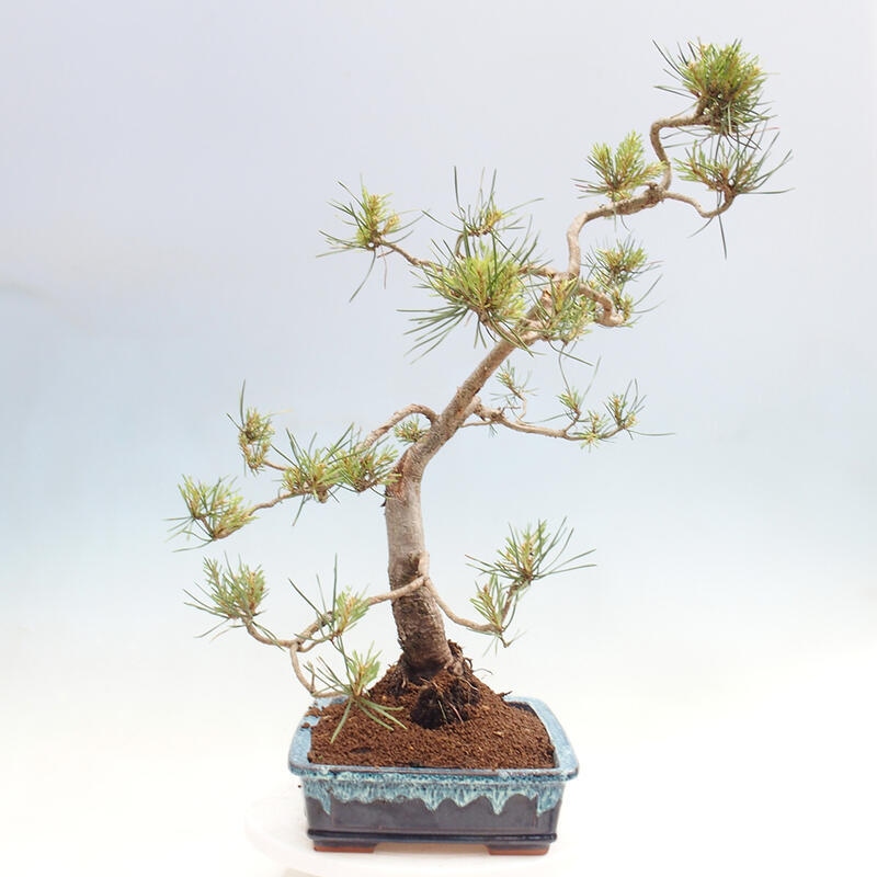 Venkovní bonsai - Pinus Sylvestris Watererri - Borovice lesní