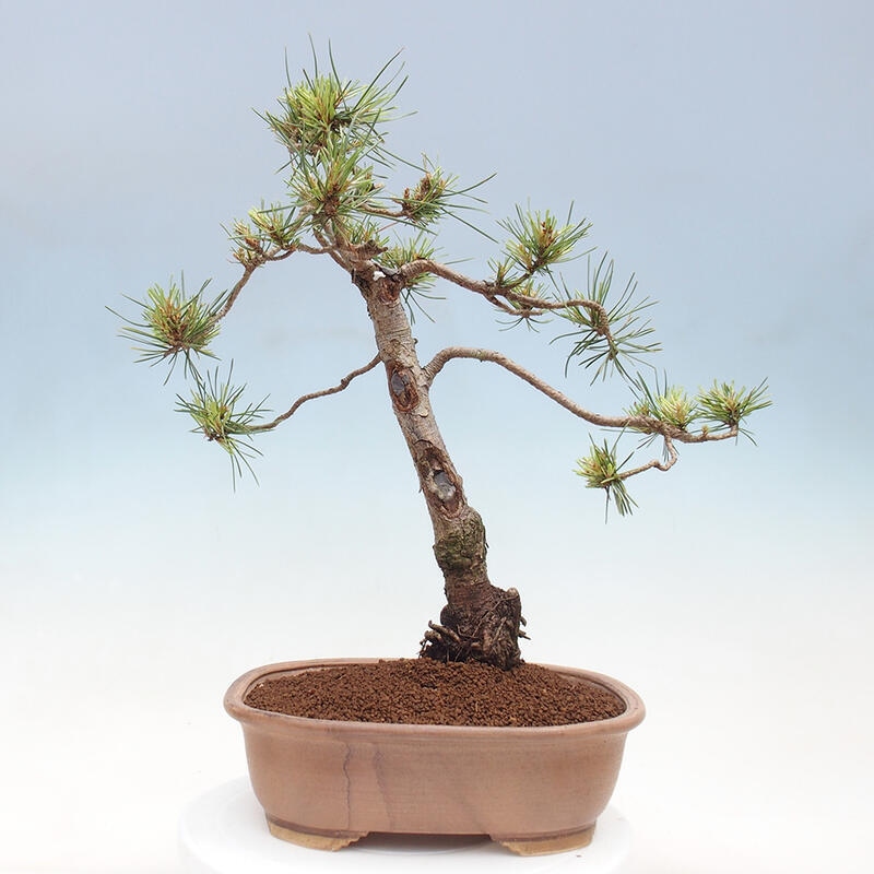 Venkovní bonsai - Pinus Sylvestris Watererri - Borovice lesní