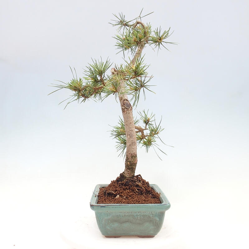 Venkovní bonsai - Pinus Sylvestris Watererri - Borovice lesní