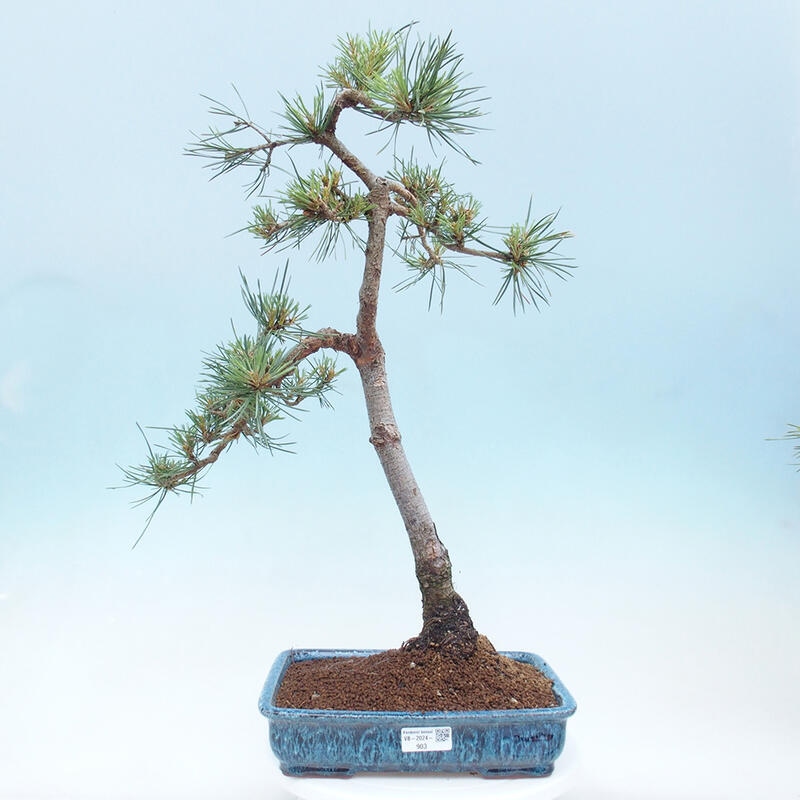 Venkovní bonsai - Pinus Sylvestris Watererri - Borovice lesní