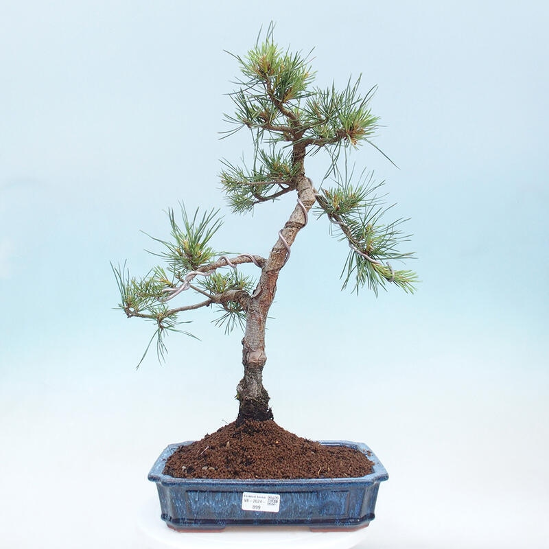 Venkovní bonsai - Pinus Sylvestris Watererri - Borovice lesní