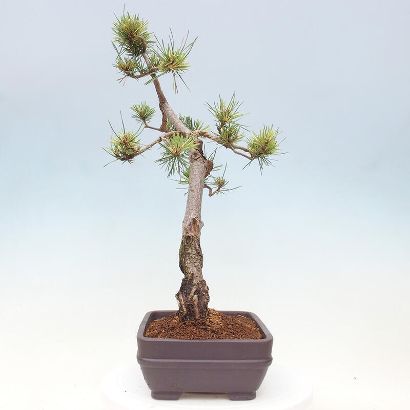 Venkovní bonsai - Pinus Sylvestris Watererri - Borovice lesní