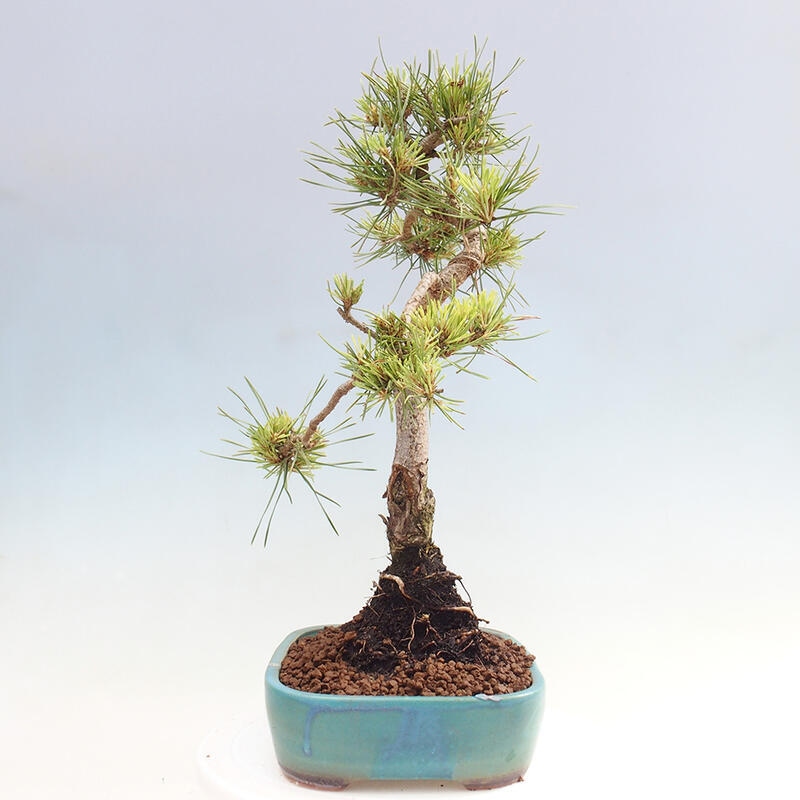 Venkovní bonsai - Pinus Sylvestris Watererri - Borovice lesní