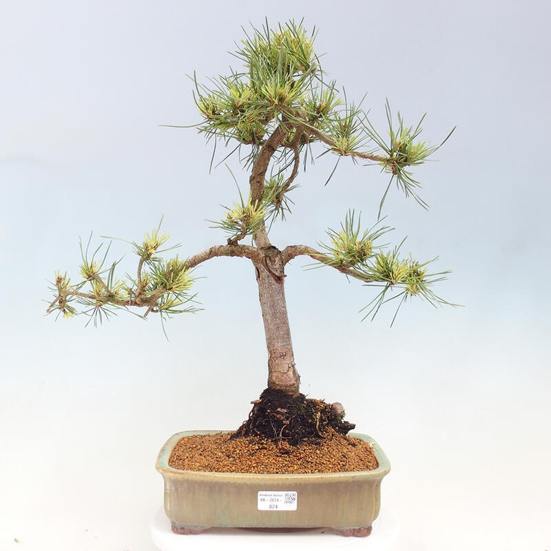 Venkovní bonsai - Pinus Sylvestris Watererri - Borovice lesní