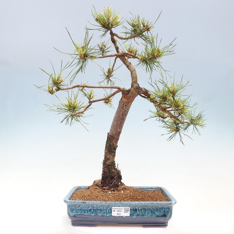 Venkovní bonsai - Pinus Sylvestris Watererri - Borovice lesní