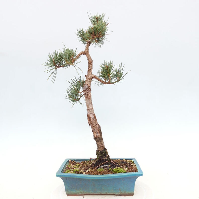 Venkovní bonsai - Pinus Sylvestris Watererri - Borovice lesní