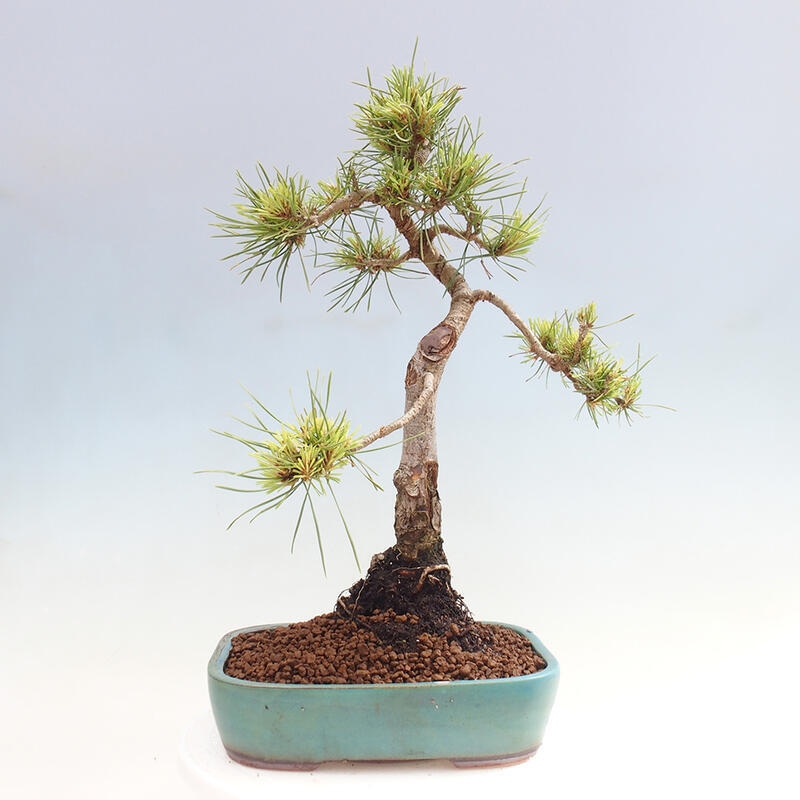 Venkovní bonsai - Pinus Sylvestris Watererri - Borovice lesní