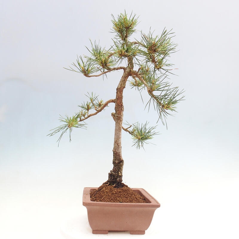 Venkovní bonsai - Pinus Sylvestris Watererri - Borovice lesní