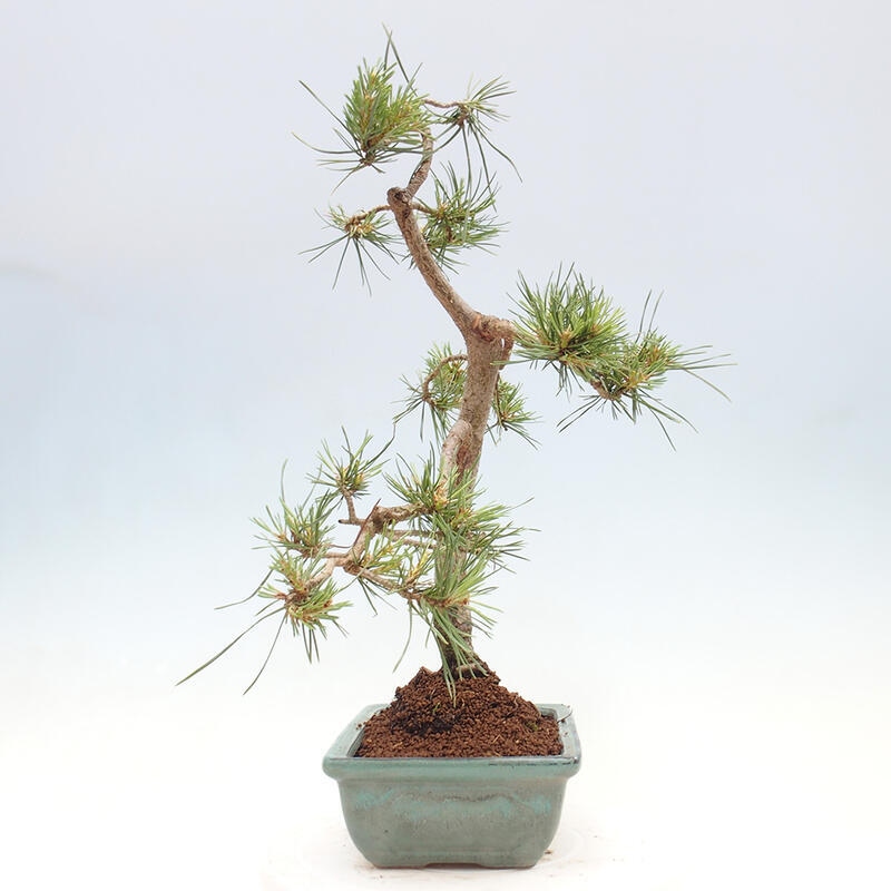 Venkovní bonsai - Pinus Sylvestris Watererri - Borovice lesní