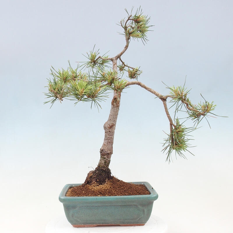 Venkovní bonsai - Pinus Sylvestris Watererri - Borovice lesní