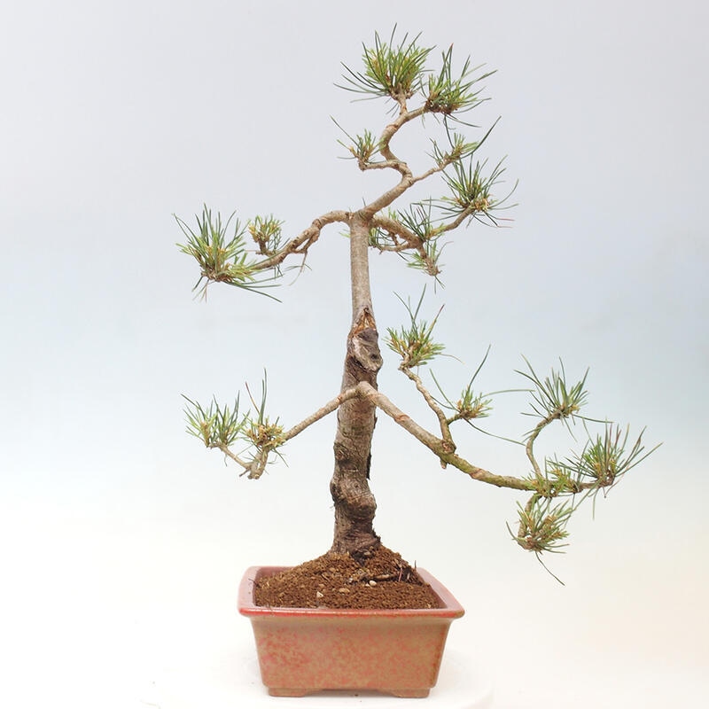 Venkovní bonsai - Pinus Sylvestris Watererri - Borovice lesní