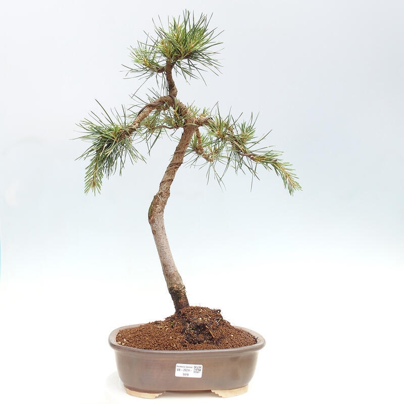 Venkovní bonsai - Pinus Sylvestris Watererri - Borovice lesní