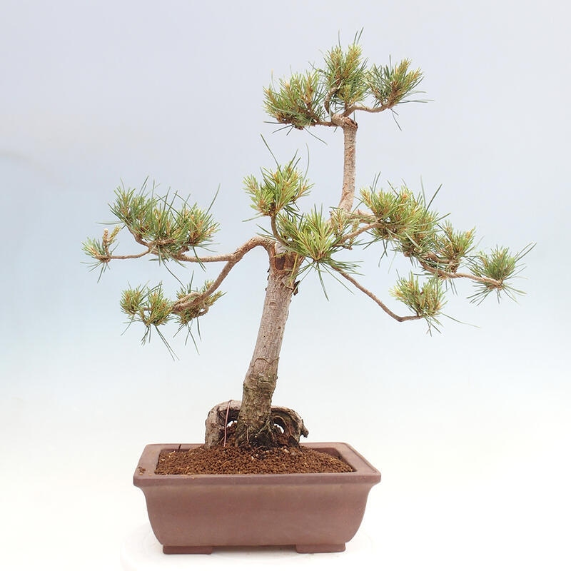 Venkovní bonsai - Pinus Sylvestris Watererri - Borovice lesní