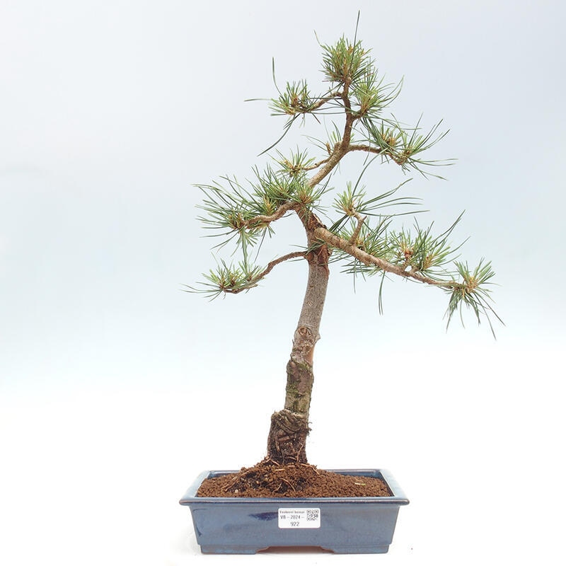 Venkovní bonsai - Pinus Sylvestris Watererri - Borovice lesní