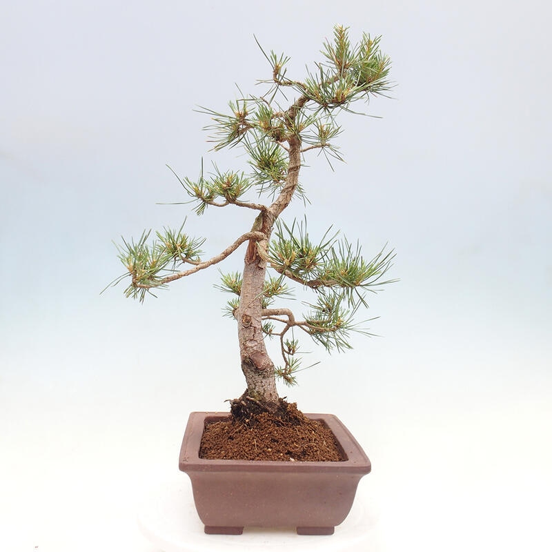 Venkovní bonsai - Pinus Sylvestris Watererri - Borovice lesní